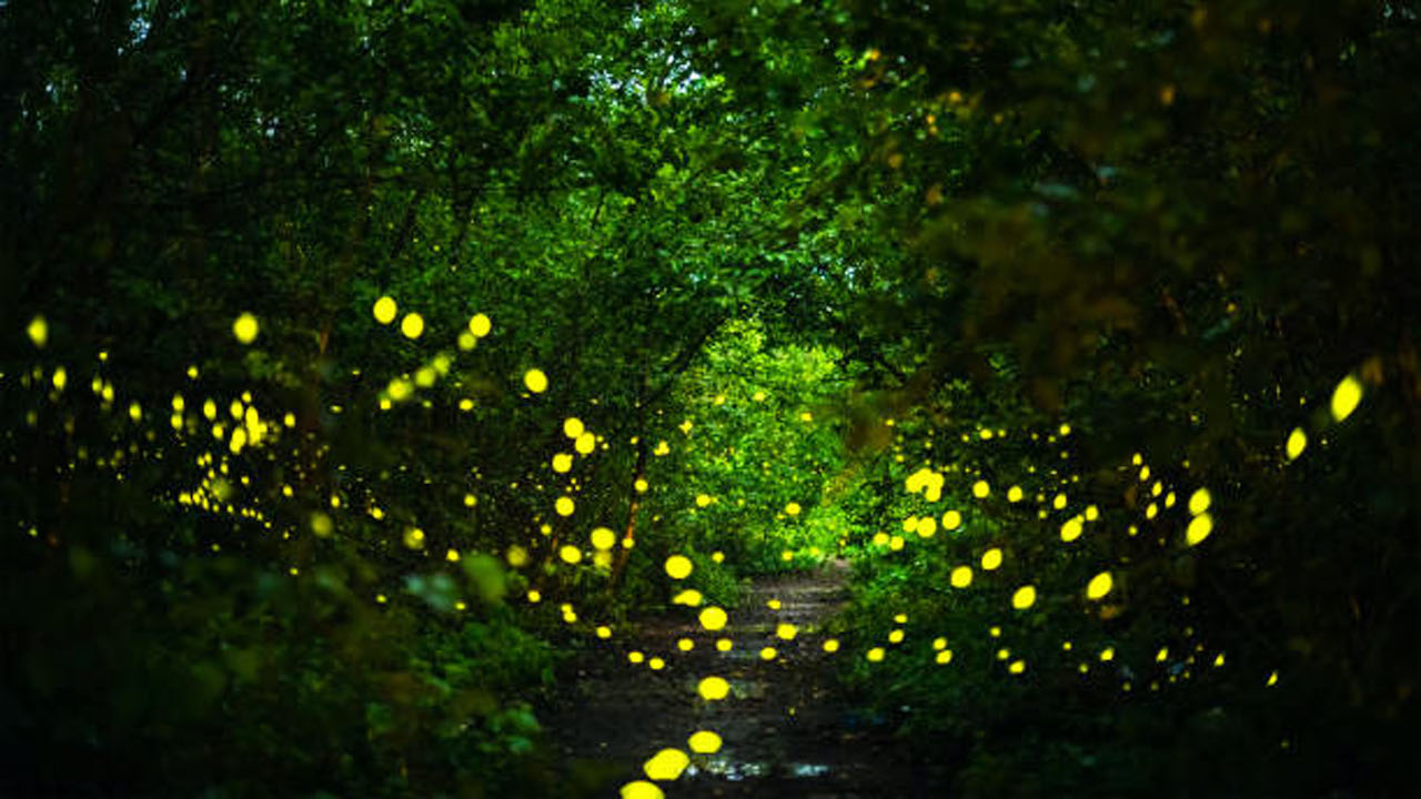 Firefly, lightning bugs flying at night in the forest in Thailand, Lights in the night