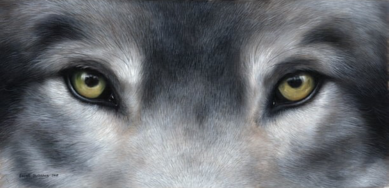 Wolf560