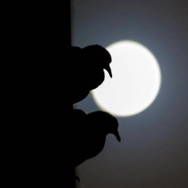 Mindfulness van moonfulness