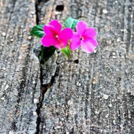 Aanbeveling - Gedicht Thich Nhat Hanh