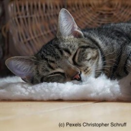 Waarom mijn kat NIET mijn zenmeester is