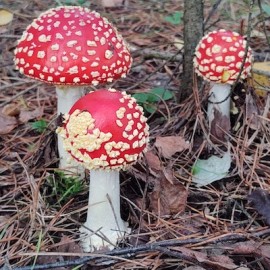 Het Wood Wide Web 