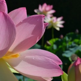 No Mud No Lotus. Er is genoeg modder, waar is de lotus?