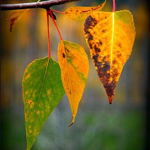 Thich Nhat Hanh over het herfstblad en de boom